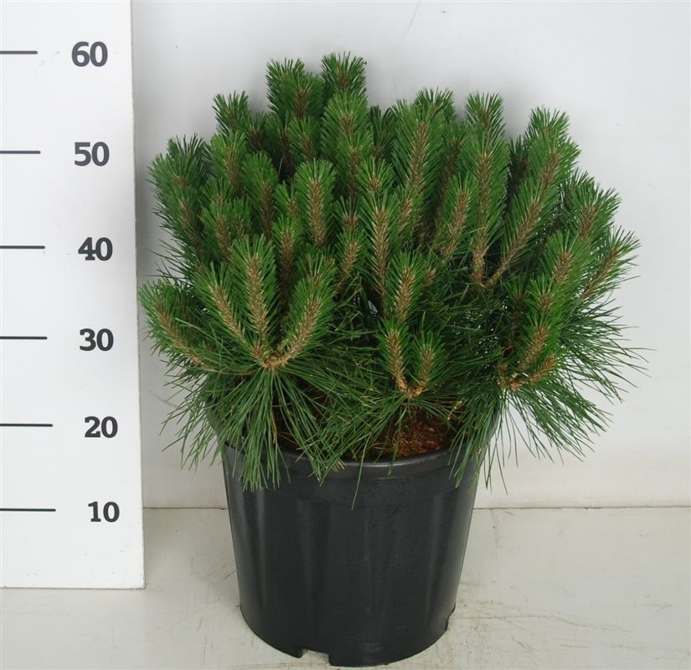 Pinus nigra 'Pierrick Brégeon' - C12 40-50 CM